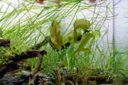 IS Aponogeton Ulvaceus aquatic plant with long, green, wavy leaves ideal for freshwater aquariums.