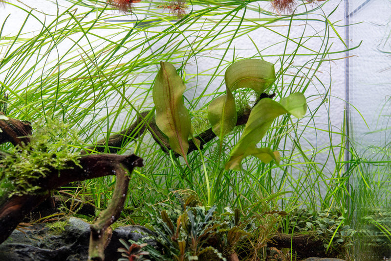 IS Aponogeton Ulvaceus aquatic plant with long, green, wavy leaves ideal for freshwater aquariums.