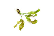 Healthy Aponogeton Ulvaceus aquatic plant from IS with broad green leaves, ideal for freshwater aquariums.