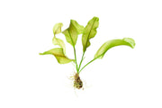 Healthy Aponogeton Ulvaceus aquatic plant from IS with lush green leaves, perfect for freshwater aquariums.