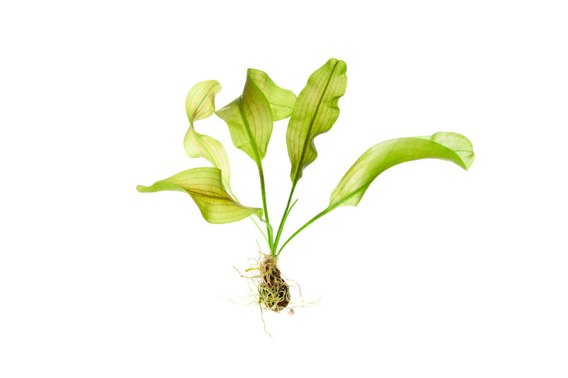 Healthy Aponogeton Ulvaceus aquatic plant from IS with lush green leaves, perfect for freshwater aquariums.