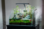 Aquaworx EOS RGB LED aquarium light illuminating a fish tank with vibrant red, green, and blue lighting for aquatic environments.