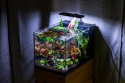Aquaworx EOS LED aquarium light with RGB color options illuminating a fish tank for vibrant aquatic display.