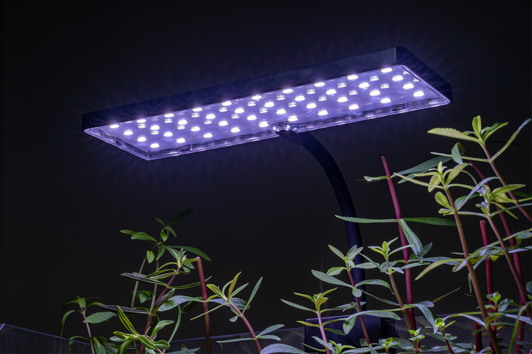 LED Light Dimmer for LED Lights — Buce Plant