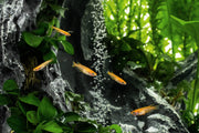 Aquaworx Sand Waterfall Aquarium Tank Kit A1 with 20cm size, clear view of waterfall feature and aquatic environment setup.