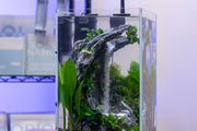 Aqua Worx Sand Waterfall Tank Kit A2 (30CM) Aquarium Kit - Buce Plant