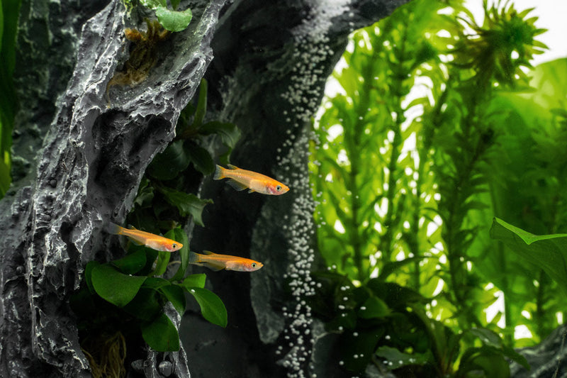 Aqua Worx Sand Waterfall Tank Kit A2 (30CM) Aquarium Kit - Buce Plant