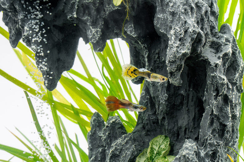 Aquaworx Sand Waterfall Aquarium Tank Kit C1 with 30cm size, featuring sand substrate and waterfall filtration system.