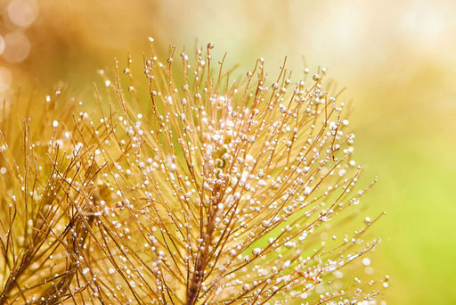 Aquario Neo C Plants - Water Conditioner