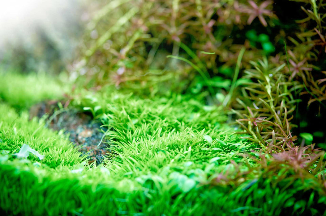 Aquario Neo C Plants - Water Conditioner