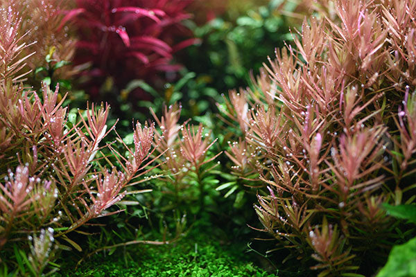 fertilizing aquatic plants Aquario Neo Fluid No CO2