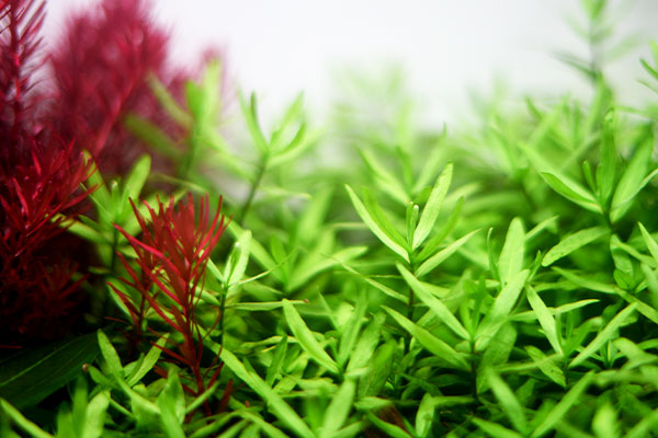 aquarium plants that don't need fertilizer Aquario Neo Fluid No CO2
