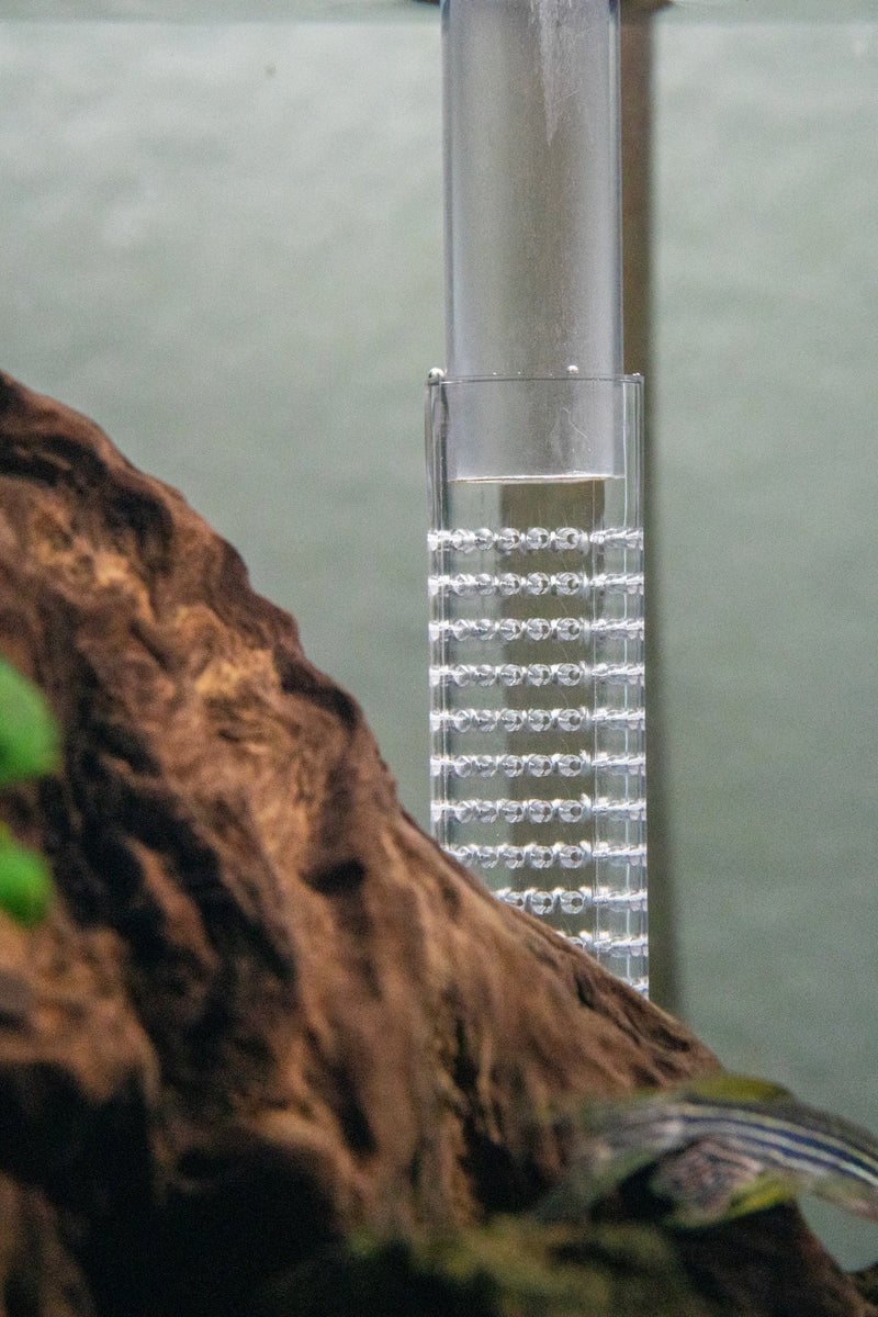 Aquario Neo Inlet Accessories - Buce Plant