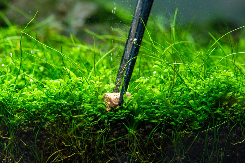 Aquario Neo Solid No CO2 Tab aquatic plant root fertilizer in a clear container, designed for healthy aquatic plant growth.