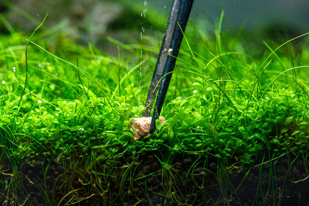fertilizing aquatic plants Aquario Neo Solid No CO2 Tab