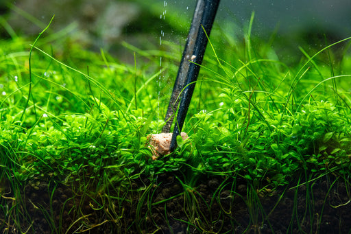aquarium plants that don't need fertilizer Aquario Neo Solid No CO2 Tab