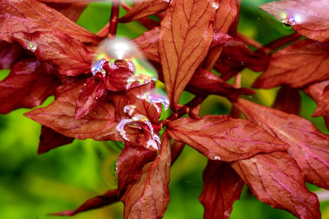 Aquario Neo Solution Complex - Liquid Fertilizer