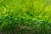 Aquario Neo Solution Complex liquid fertilizer and water conditioner in a bottle, designed for aquatic plant health and tank clarity.