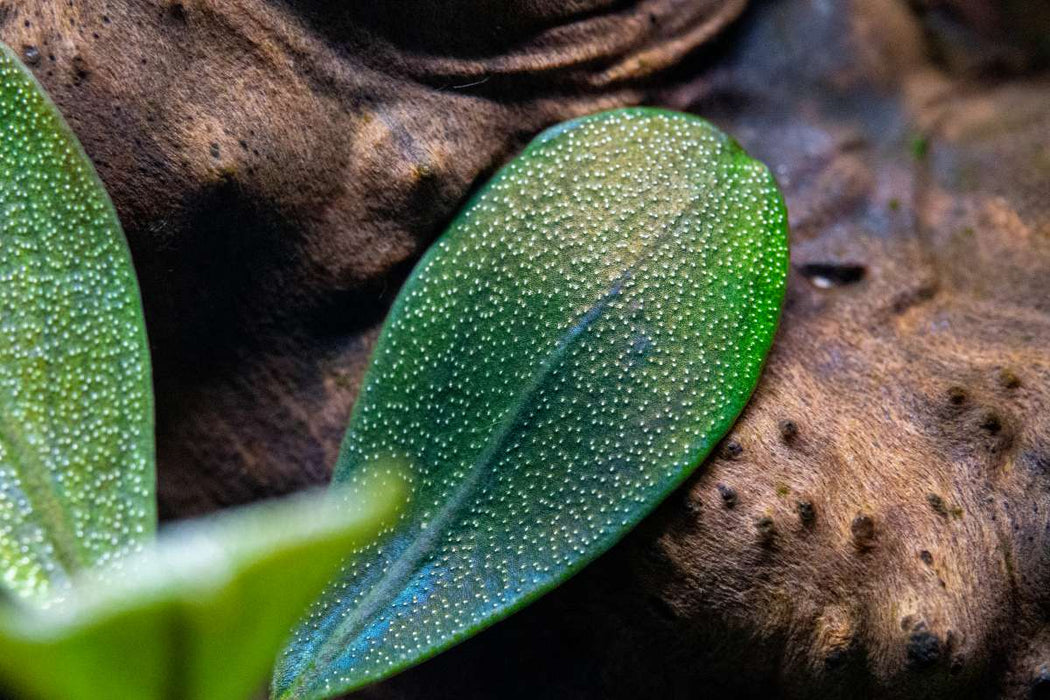 Aquario Neo Solution Complex - Liquid Fertilizer