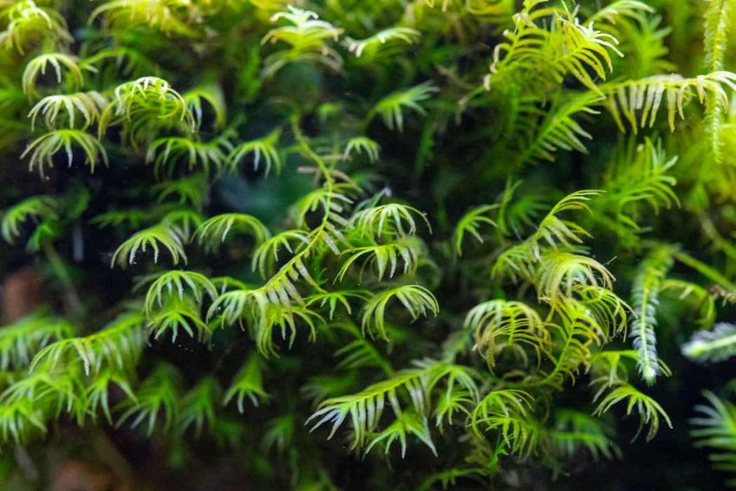 Aquario Neo Solution Complex - Liquid Fertilizer