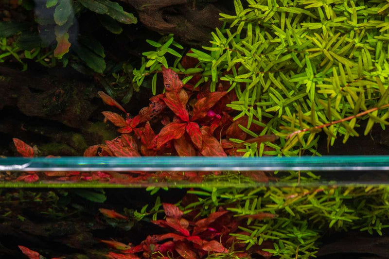 Aquario Neo Solution K - Liquid Potassium Fertilizer