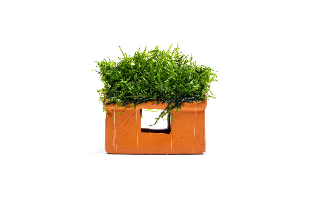 Aquarium Moss on Clay House