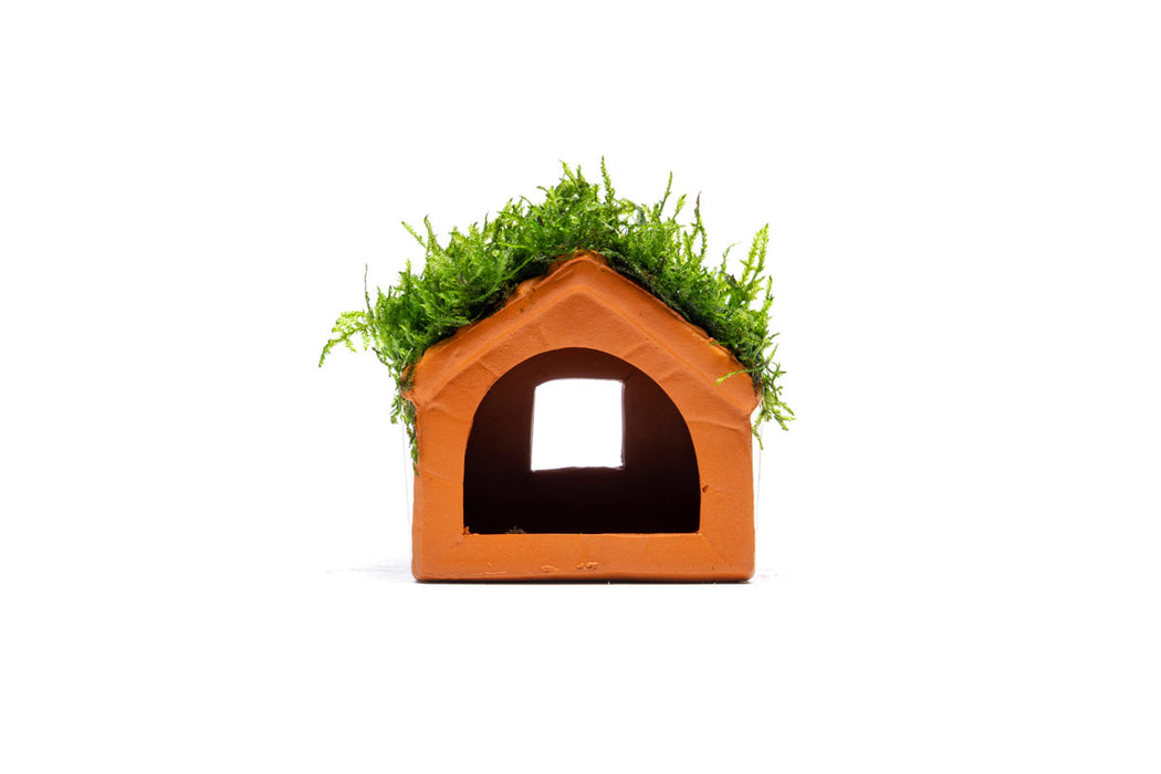 Aquarium Moss on Clay House