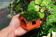 Aquarium Moss on Clay House