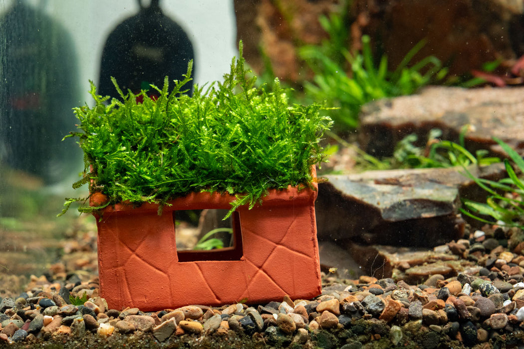 Aquarium Moss on Clay House