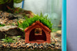 Aquarium Moss on Clay House