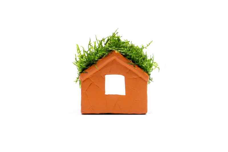 Aquarium Moss on Clay House