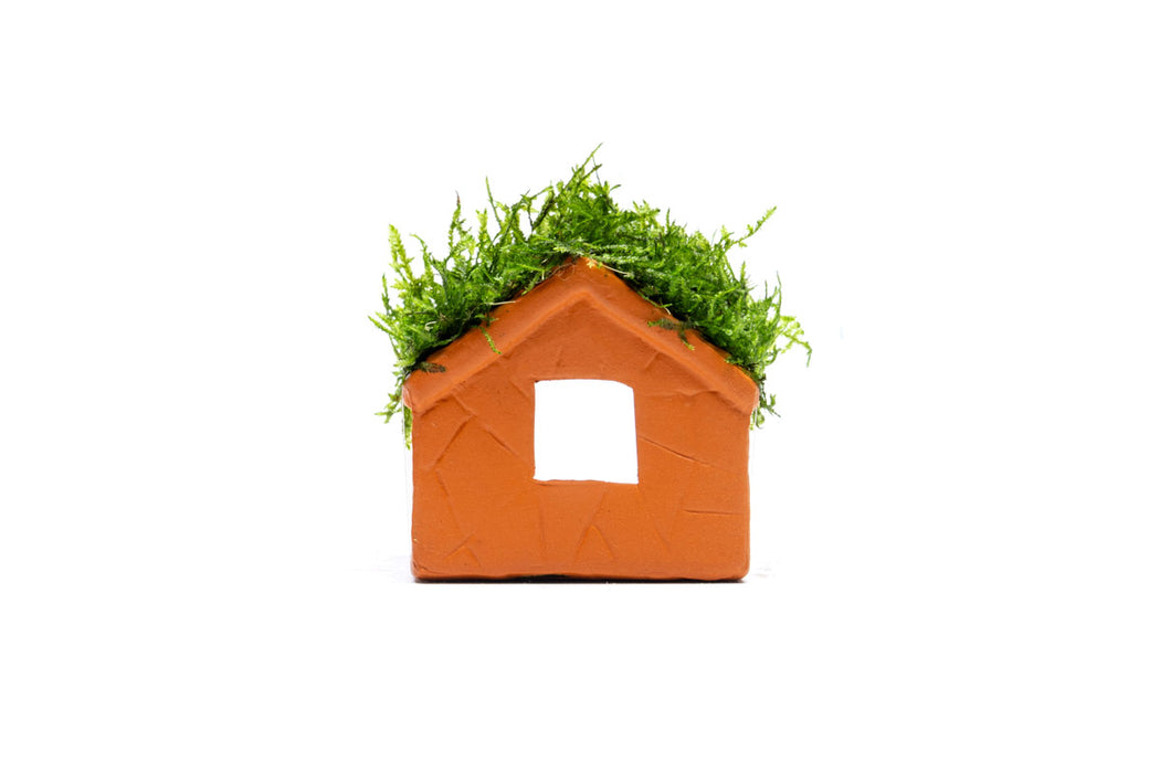 Aquarium Moss on Clay House