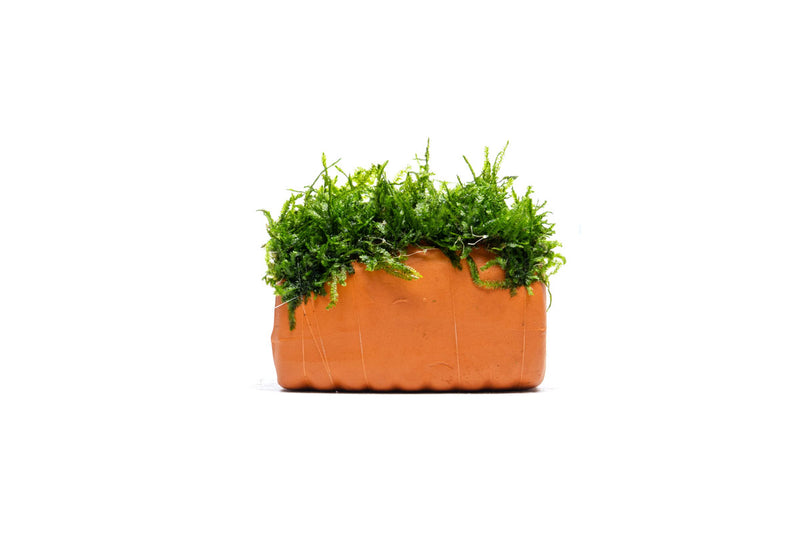 Aquarium Moss on Clay Hut