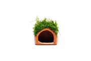 Aquarium Moss on Clay Hut