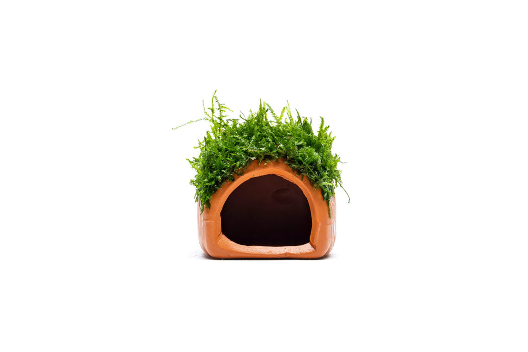 Aquarium Moss on Clay Hut