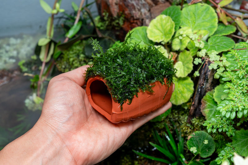 Aquarium Moss on Clay Hut