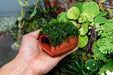 Aquarium Moss on Clay Hut