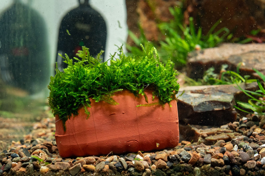 Aquarium Moss on Clay Hut