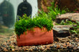 Aquarium Moss on Clay Hut