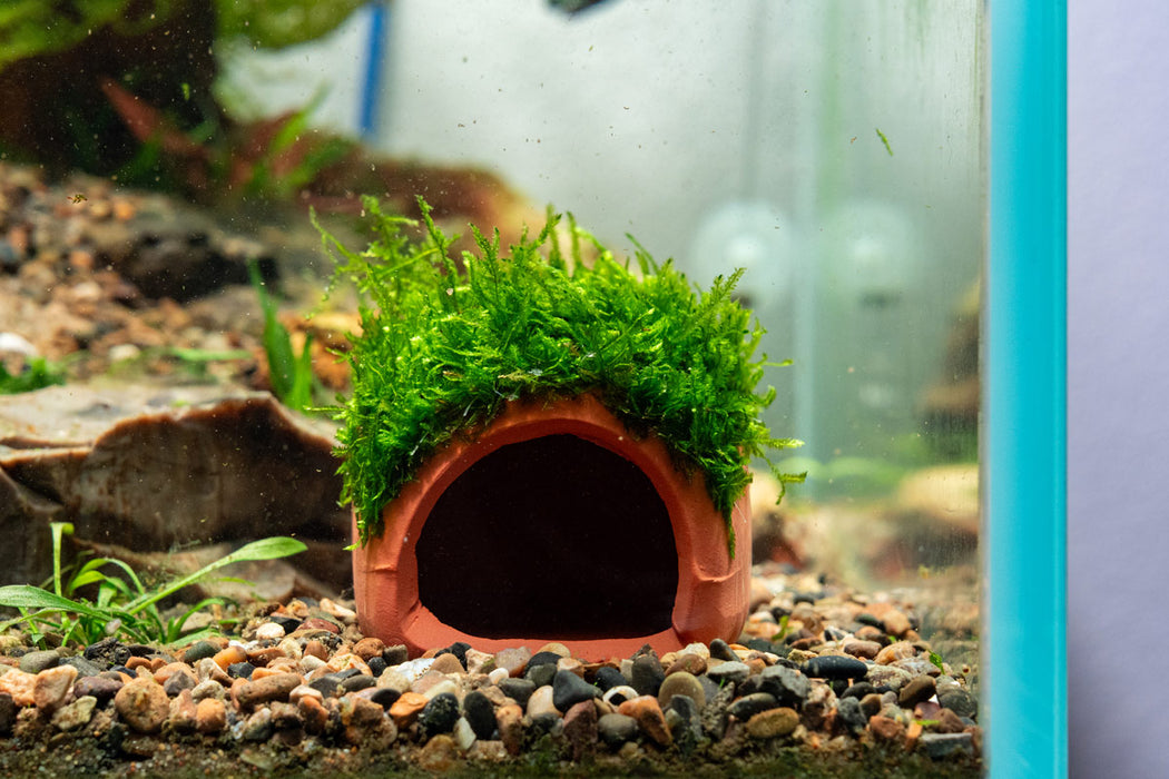 Aquarium Moss on Clay Hut