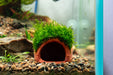 Aquarium Moss on Clay Hut