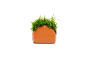 Aquarium Moss on Clay Hut