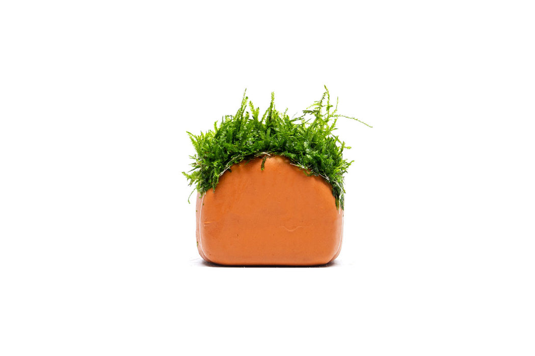 Aquarium Moss on Clay Hut
