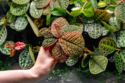 BUCE Ardisia Dino terrarium plant with lush green foliage, perfect for decorative indoor terrarium arrangements.