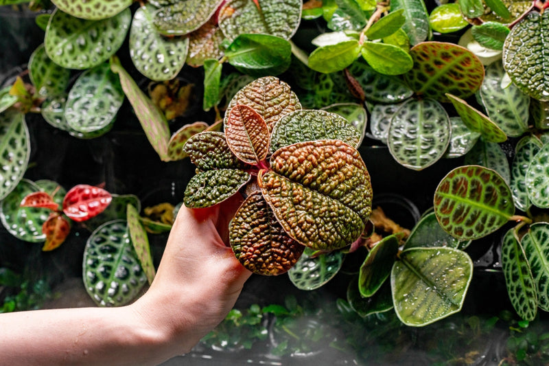 BUCE Ardisia Dino terrarium plant with lush green foliage, perfect for decorative indoor terrarium arrangements.