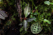 Ardisia Sp Pink Line Type 1