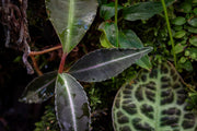 Ardisia Sp Pink Line Type 1