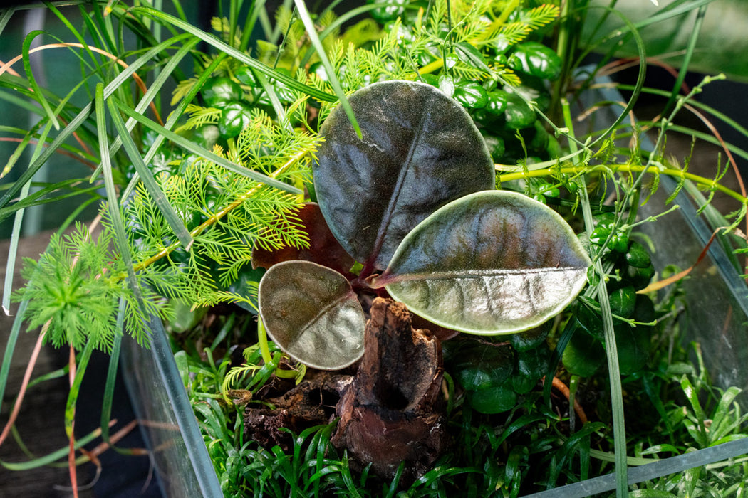 Ardisia Sp Tricolor Type 2 Terrarium Plant — Buce Plant