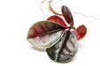 BUCE Ardisia Sp Tricolor Type 2 terrarium plant with vibrant red, green, and purple foliage in a lush, compact arrangement.