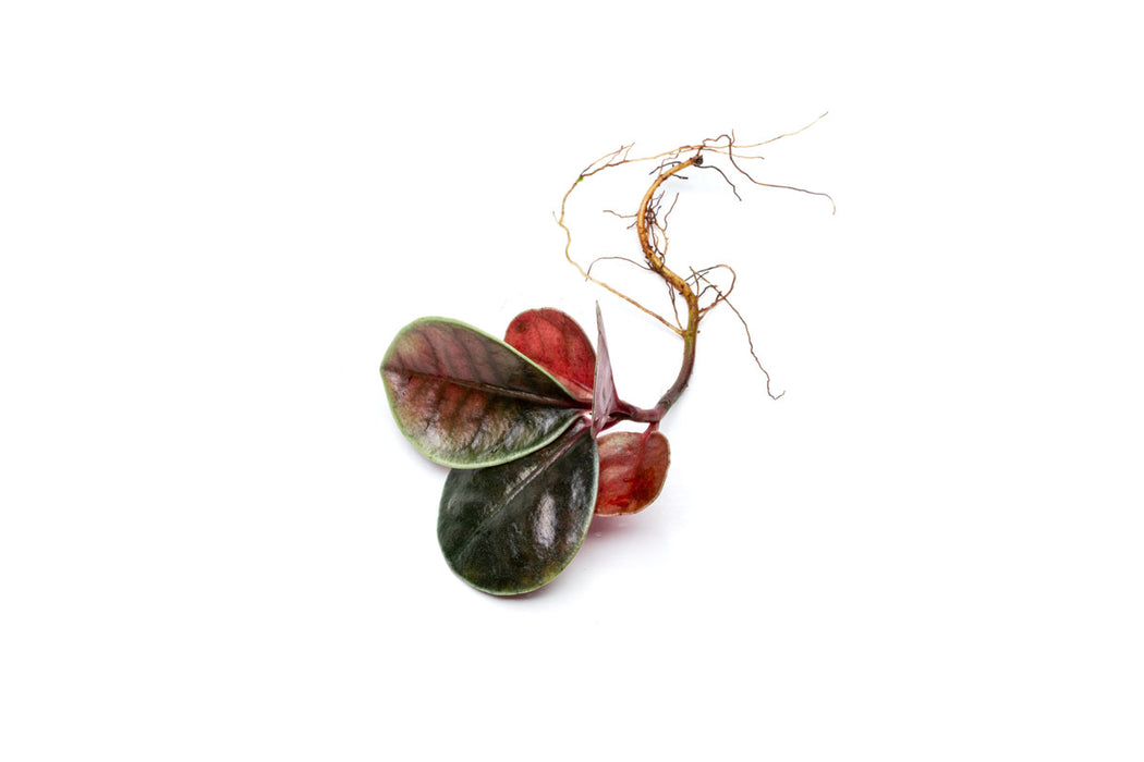 Buce Plant Ardisia Sp Type 2 - Thumbnail 3